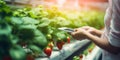 Growing strawberries in modern greenhouses