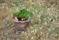 Growing Strawberries in Tropical Climates Royalty Free Stock Photo