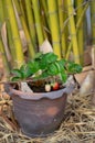 Growing Strawberries in Tropical Climates Royalty Free Stock Photo