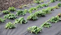 Growing strawberries using black agrofiber