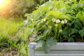 Growing strawberry in a galvanized warm garden bed. Gardening and agriculture