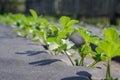 Growing strawberry using modern technology Royalty Free Stock Photo