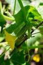 Growing in a street greenhouse cucumber lat. cucumis, very small, immature with a yellow flower