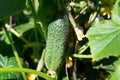 Growing in a street greenhouse, small cucumbers lat.cucumis , already ripe and quite immature with a yellow flower