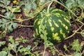 Growing striped organic watermelon in the garden Royalty Free Stock Photo