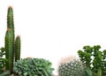 Growing succulents and cactus on a white background