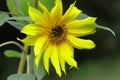 Growing Sunflower decorative close up Royalty Free Stock Photo