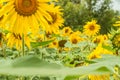 Growing sunflower, space for text Royalty Free Stock Photo