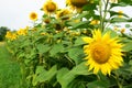 Growing sunflowers: A close-up of an agriculture field with yellow sunflower heads that just started to bloom in summer Royalty Free Stock Photo