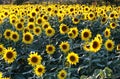 Growing sunflowers in a field