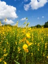 Growing the Sunn hemp or Crotalaria juncea Royalty Free Stock Photo