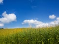 Crotalaria juncea in field Royalty Free Stock Photo