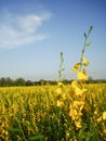 Growing the Sunn hemp in the field Royalty Free Stock Photo