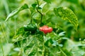 Growing Super Hot Spicy Chili Pepper Plant Closeup Royalty Free Stock Photo