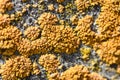 Growing on the surface of yellow mold Royalty Free Stock Photo