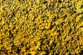 Growing on the surface of yellow mold Royalty Free Stock Photo