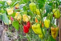 Growing sweet pepper in a greenhouse. Red, green and yellow peppers on the branches close-up. Organic farming Royalty Free Stock Photo