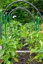 Growing sweet pepper in an open greenhouse