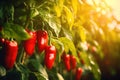 Growing sweet peppers in a greenhouse background