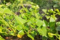 Growing Sweet potato leaves in farm garden Royalty Free Stock Photo