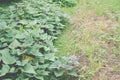 Growing sweet potato plant in farm