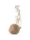 Growing sweet potato plant without soil isolate