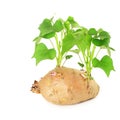 growing sweet potato with shoots on white background