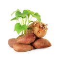 Growing sweet potato with shoots on white background