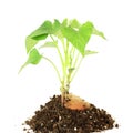 Growing sweet potato with shoots on white background