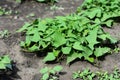 Growing sweet potatoes plant, yams in the vegatables garden