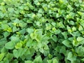 A growing sweet yam field background