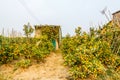 Growing Tangerines