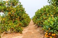 Growing Tangerines