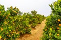 Growing Tangerines