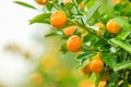 Growing Tangerines