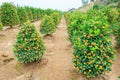 Growing Tangerines