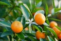 Growing Tangerines