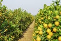 Growing Tangerines at Hanoi