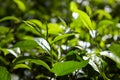 Growing Tea Leaves Royalty Free Stock Photo