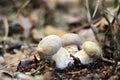 Growing three little ceps close-up Royalty Free Stock Photo