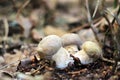 Growing three little ceps close-up