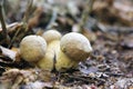 Growing three little ceps Royalty Free Stock Photo