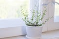 Growing of thyme Royalty Free Stock Photo
