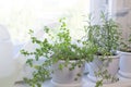 Growing of thyme Royalty Free Stock Photo