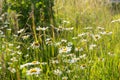 Growing tired chamomile field under the sun light at sunset Royalty Free Stock Photo
