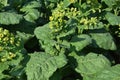 Growing tobacco. A close-up on a tobacco plant, Nicotiana rustica, Aztec tobacco or strong tobacco blooming with yellow tiny Royalty Free Stock Photo