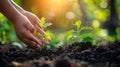 Growing Together: Hand of Children Holding Young Plant with Sunlight on Green Nature Background - Eco Earth Day Concept Royalty Free Stock Photo