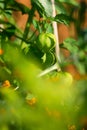 Growing Tomatillo Fruit