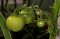 Growing tomato. Green tomato. Immature tomato. The ovary of tomato.