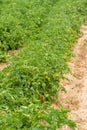 Growing tomato in ground Royalty Free Stock Photo